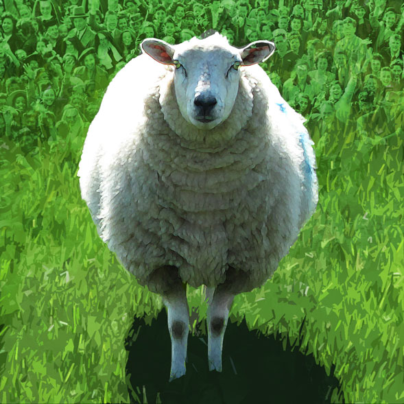 sheep print